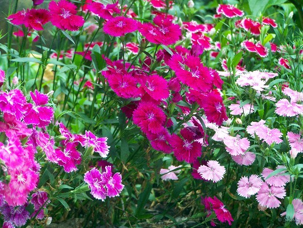 Dianthus plants and flowers
