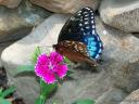 black and blue butterfly on dianthus