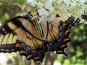 tiger swallowtail on butterfly bush