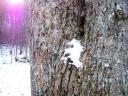 spot of snow on poplars
