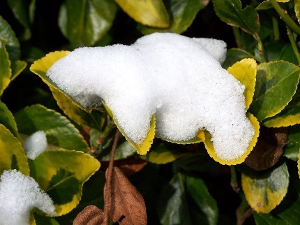 snow on a green and yellow shrub