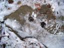 frozen cat tracks