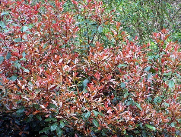 How do you prune red-tip bushes?