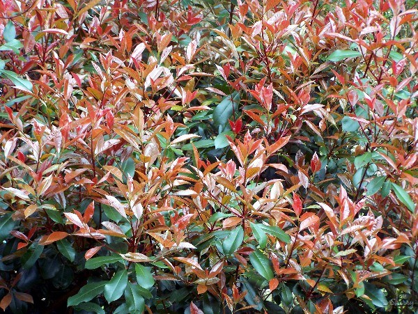 How do you prune red-tip bushes?