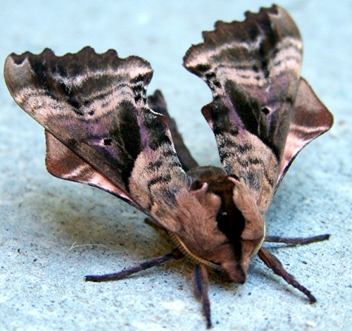 sphinx moth