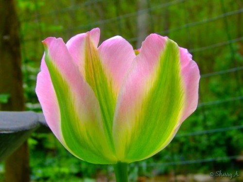 green and pink tulip