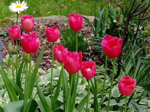 Burgundy Lace Fringed tulips