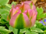 greenland tulip