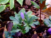 anemone plant and buds