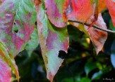 closeup fall color
