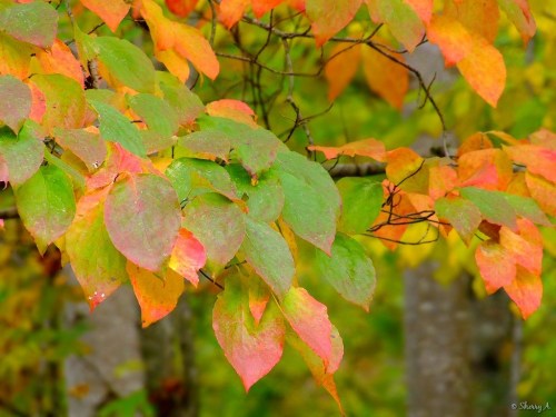 dogwood leaves