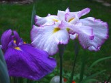 japanese iris blooms
