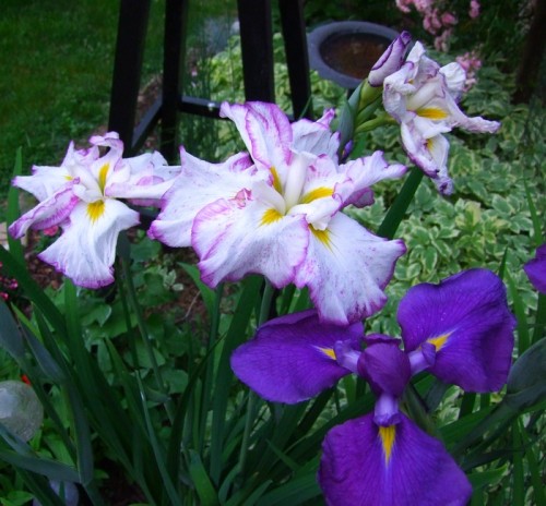 Japanese Iris in front bed